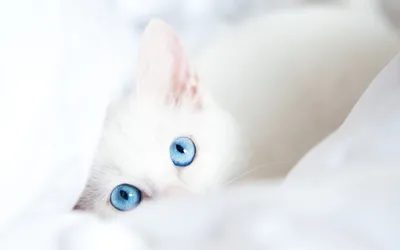 Британский Белый Кот Британская Кошка Британский Белый Кот С Голубыми  Глазами — стоковые фотографии и другие картинки Вертикальный - iStock