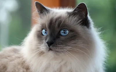 Кошки с голубыми глазами: ТОП-20 голубоглазых пород с фото и названиями