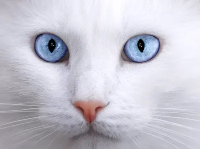 Кот Tabby с голубыми глазами Стоковое Фото - изображение насчитывающей  отечественно, мило: 120197550