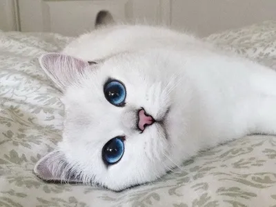 Love 💕 Белая кошка с голубыми глазами | Cat 🐱 | Шотландская вислоухая  кошка, Белые кошки, Кошки