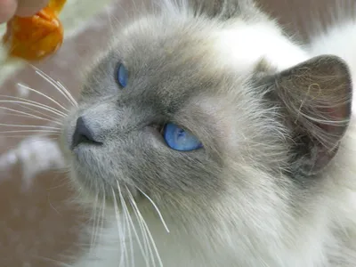 Голубоглазые кошки — 10 лучших пород с описанием и фото