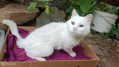 Белоснежный кот с голубыми глазами собрал впечатляющую армию поклонников в  Instagram — Курьезы