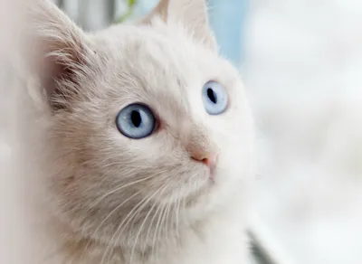 Белый кот с голубыми глазами , …» — создано в Шедевруме