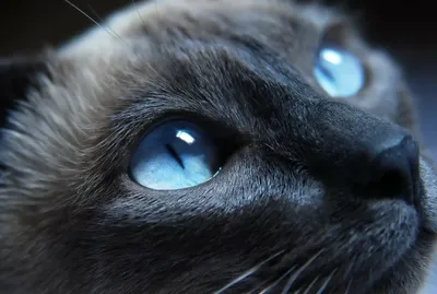 10 лучших пород кошек с голубыми глазами | Кругозор Питомцев | Дзен