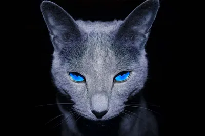 Кот с голубыми глазами (44 лучших фото)