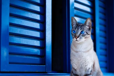 Бесплатные Кот с голубыми глазами стоковые фотографии | FreeImages