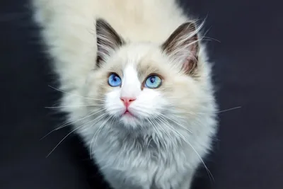 Серая кошка с голубыми глазами — какая порода? - Кот, пёс и я