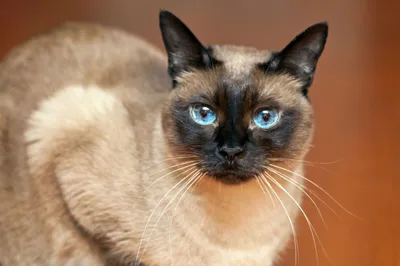 Породы кошек с голубыми глазами | Колор-пойнты и их потомки - Питомцы  Mail.ru