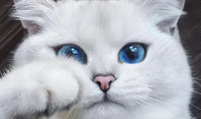 Кот с голубыми глазами у окна · Бесплатные стоковые фото
