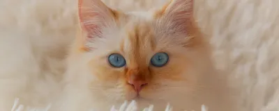 Кот с голубыми глазами стоковое фото. изображение насчитывающей комфорт -  167073926