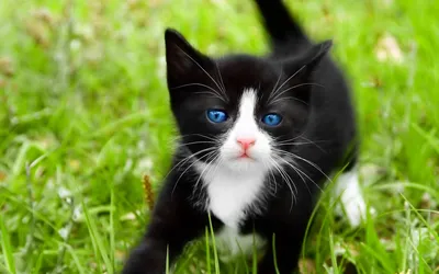 Породы кошек с голубыми глазами (27 лучших фото)