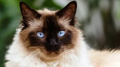 рижий кот с кристально голубыми глазами | Милые котики, Кошки и котята,  Котята