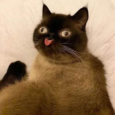 Кот с языком фото фотографии