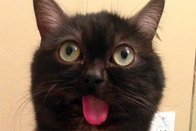 Кот с постоянно высунутым языком стал звездой Инстаграма