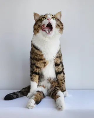Кот с языком | Пикабу