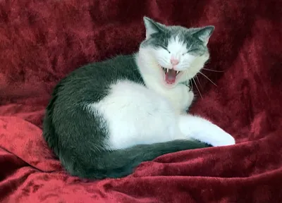 Помогите\": кошка освоила человеческий язык, лишь бы не ехать к ветеринару –  видео - 14.10.2021, Sputnik Грузия