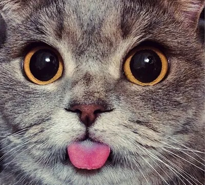 Почему кошки высовывают язык? Это норма или надо лечить