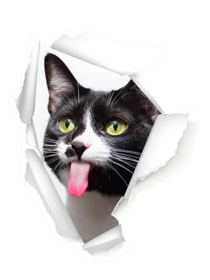 Кот с языком стоковое изображение. изображение насчитывающей черный -  85719077