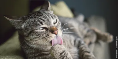 Почему кошки «бодаются» и трутся о человека: секреты кошачьего языка /  Оффтопик / iXBT Live