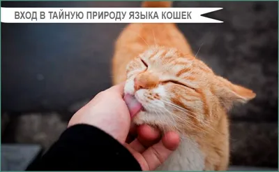 Ты не ты, когда голоден: кот случайно зажевал язык кошки вместо корма –  видео