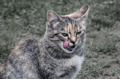 Кот с постоянно высунутым языком стал звездой \"Инстаграма\" (8 фото) »  Клопик.КоМ