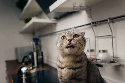 Наклейка интерьерная \"Кот с языком\", на холодильник, на унитаз, на дверь,  на шкаф, на кухню купить по выгодной цене в интернет-магазине OZON  (604022728)