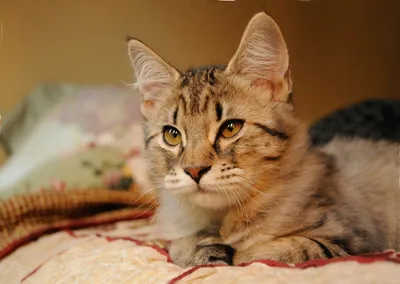 Кот с кисточками на ушах каракал - картинки и фото koshka.top