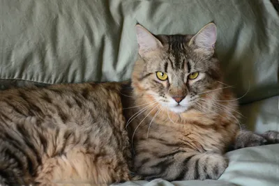 Красивый кот мейнкун с кисточками …» — создано в Шедевруме