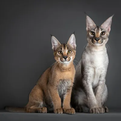Породы кошек с кисточками на ушах: фото и факты | Сайт «Мурло»