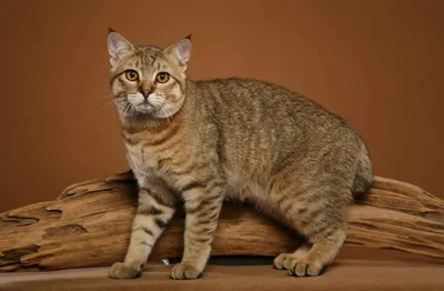 Крупные домашние кошки с кисточками на ушах - WLCAT