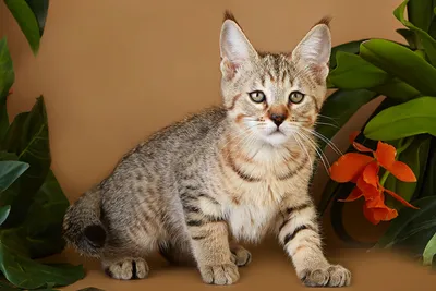 Порода кошек с кисточками на ушах - 72 фото