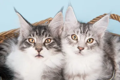 Кошка с кисточками на ушах – домашние породы, названия, фото