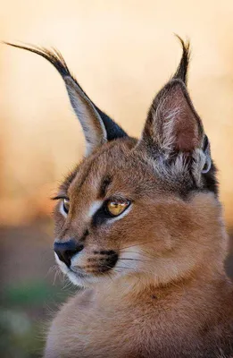 Кисточки на ушах кошек: что это и зачем они нужны?