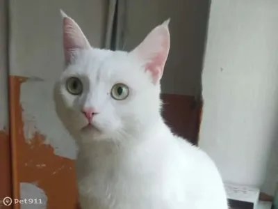 Каракал - настоящая восточная кошка-красавица, дикая и ласковая  одновременно, таинственная и необычайно эффектная.