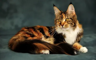 Породы полудлинношерстных кошек. Фото — Ботаничка