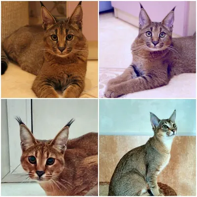 6 пород и 1 дикая кошка с кисточками на ушах: 47 фото и описание