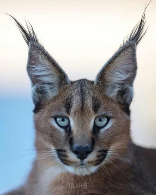 Кошка с кисточками на ушах - 78 фото