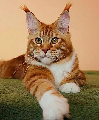 Рыжий кот с кисточками на ушах порода - картинки и фото koshka.top