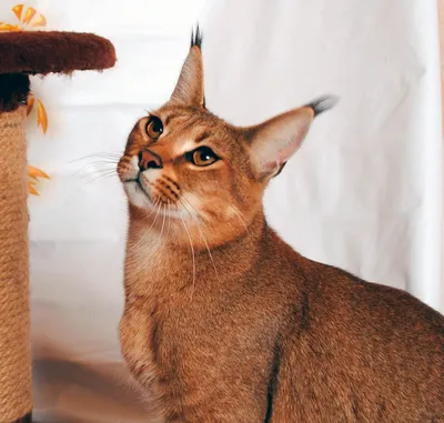 6 пород и 1 дикая кошка с кисточками на ушах: 47 фото и описание