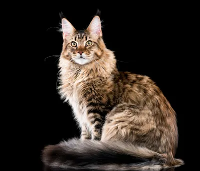 Мейн-кун: фото кошек, цена, характер, описание и особенности породы