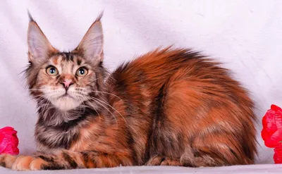 Найдена молодая серая кошка с кисточками на ушах в Балашихе | Pet911.ru
