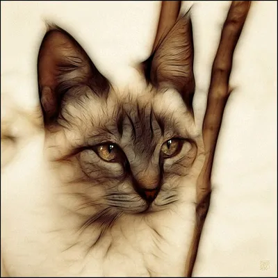 Дикая кошка с кисточками на ушах - красивые фото