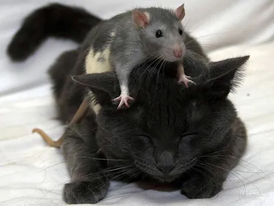 Коты играют с мышкой» — создано в Шедевруме