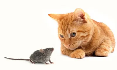 бронзовая композиция с янтарем \"Кошка играет с Мышкой\" тем кто собирает  фигурки кошек