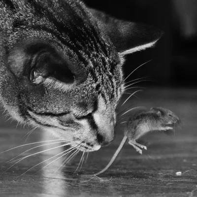 Кот и мышка – заказать на Ярмарке Мастеров – HVMNPRU | Мягкие игрушки,  Иркутск