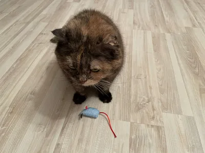 Съесть нельзя отпустить. Фото кошки и мышки с удивительно непредсказуемым  финалом - Tchk.lv