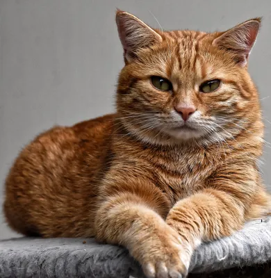 Кот Похмелье Кошачьи Глаза - Бесплатное фото на Pixabay - Pixabay