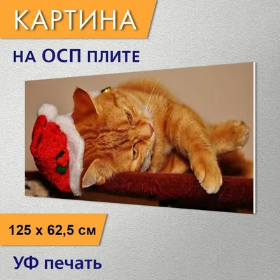 Картина на холсте \"Кот, похмелье, красный\" 120x90 см. с алюминиевым  подвесом, в тубусе - купить по низкой цене в интернет-магазине OZON  (553868991)