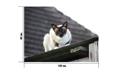 Горизонтальная картина \"Кот, похмелье, красный\" для интерьера на ОСП плите,  62,5х125 см. — купить в интернет-магазине по низкой цене на Яндекс Маркете