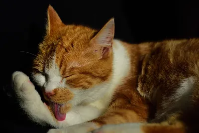 Кот похмелья стоковое изображение. изображение насчитывающей лениво -  43304185